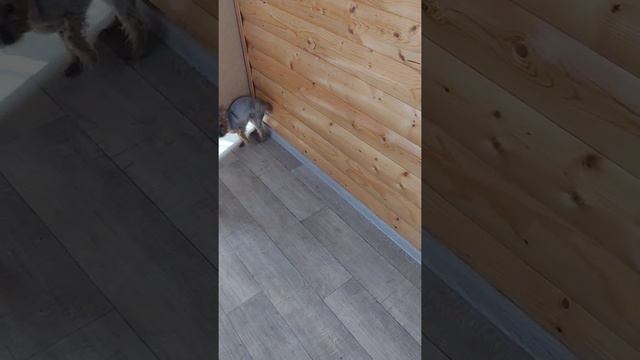 Собака - чесака смотреть онлайн