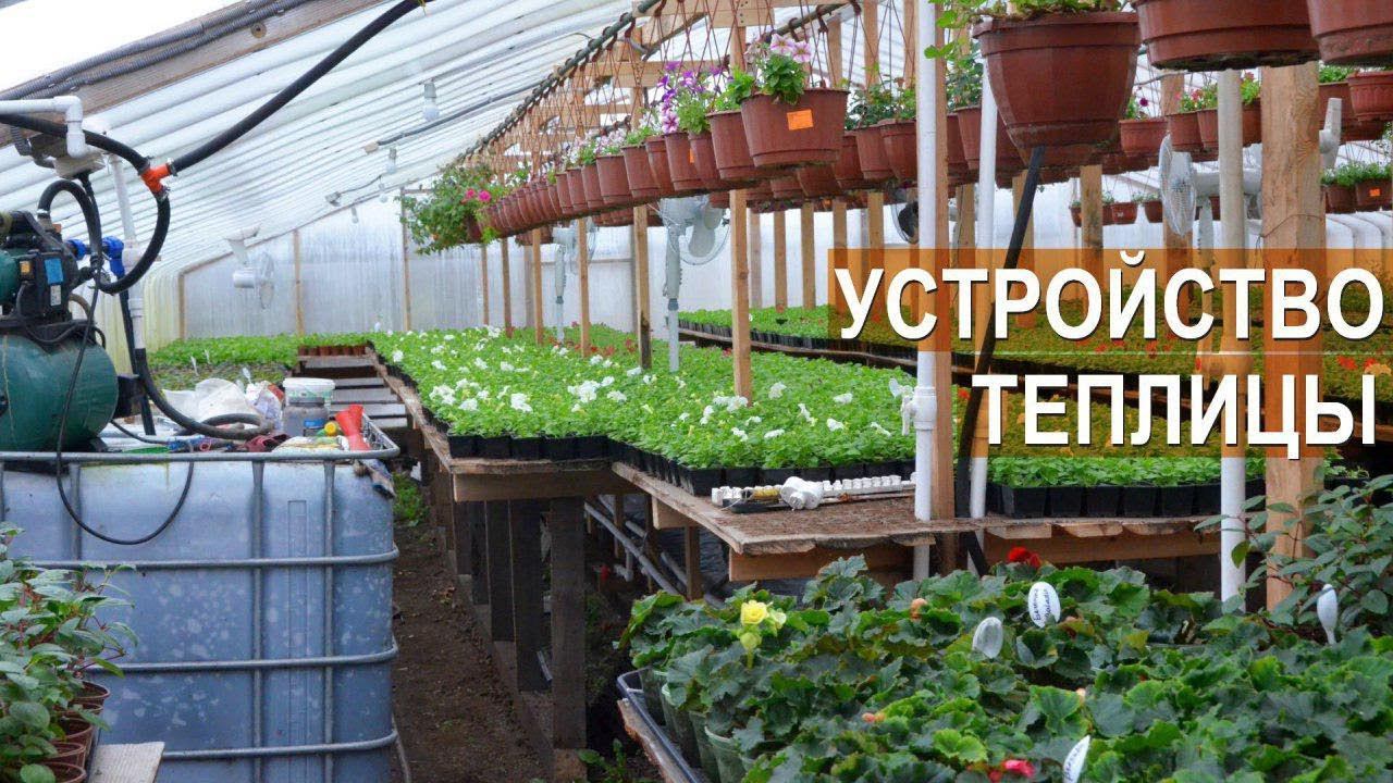 Устройство теплицы для выращивания цветов. Цветочный бизнес Кайгородцевых.