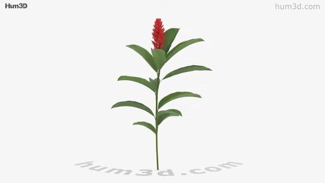 Alpinia Purpurata 3D model by Hum3D.com смотреть онлайн