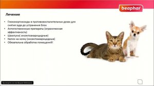 Блошиный дерматит. Чем опасен и как помочь?