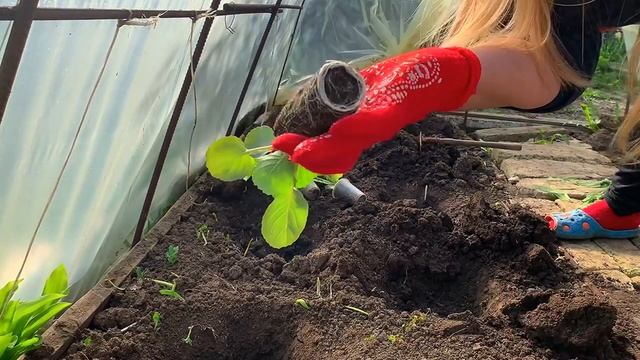 РАССАДА УЛЬТРАРАННЕЙ КАПУСТЫ. ВЫСАЖИВАЮ РАССАДУ КАПУСТЫ в ПАРНИК. 17 апреля 23 года смотреть онлайн