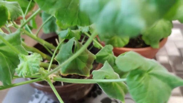 Пеларгония. В каком горшке более комфортно пеларгонии: глиняном или пластиковом? смотреть онлайн