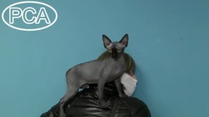 Канадский сфинкс кошка. Участник выставки кошек PCA on-line.