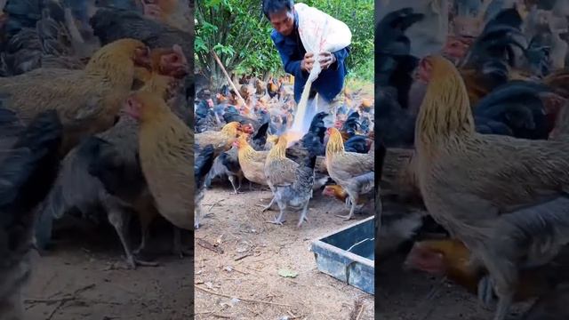 The tremendous scene of a lot of chickens