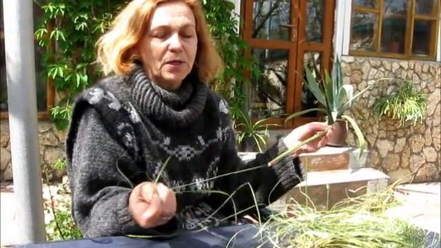 Юкка, применение. Моё предложение! смотреть онлайн