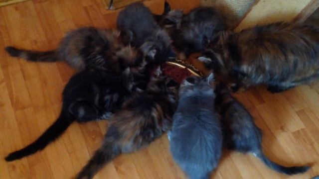 24 марта 2015 г. смотреть онлайн