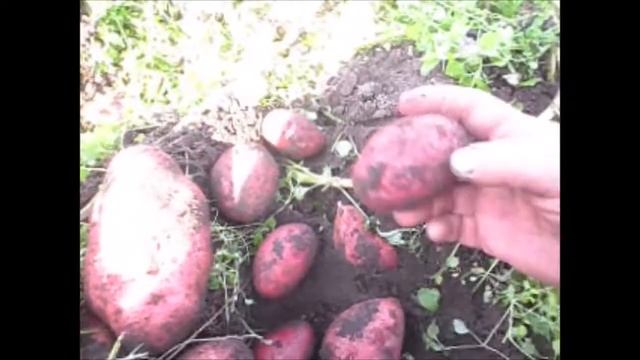 Выбираем картофель на семена