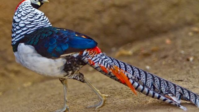 Алмазный фазан смотреть онлайн