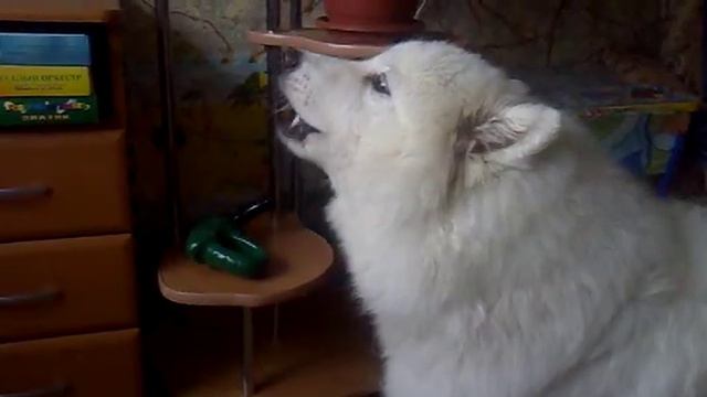 самоедская лайка  поёт