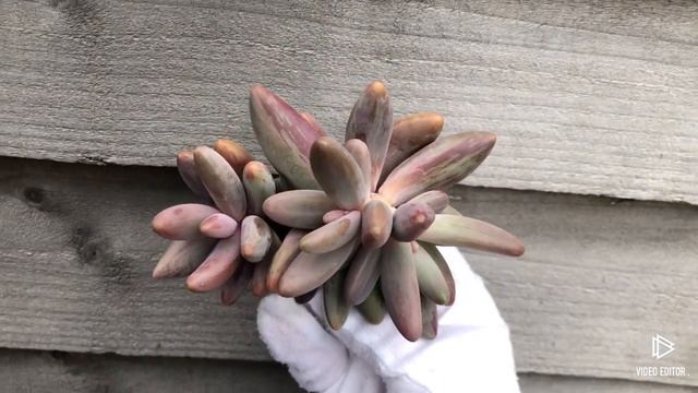 Pachyphytum Ganzhou Variegated
