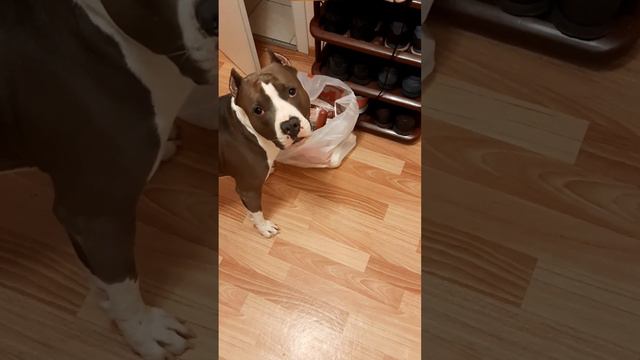 Амстафф Локи 2 года | Деловая Колбаса | Стаффорд | Amstaff | Staffy