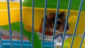 На завтрак блины в вафельнице.