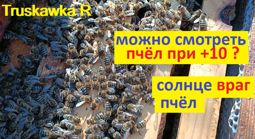 #Пчёлы. Когда можно осматривать пчёл ранней весной на пасеке. Почему солнце ослабляет семьи. смотреть онлайн