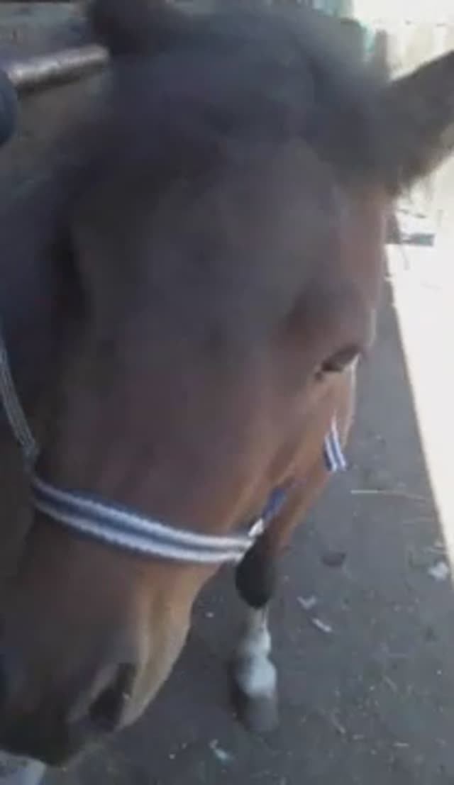 Насморк у Лошади. Лечим Сопли. Физраствор Творит Чудеса. смотреть онлайн