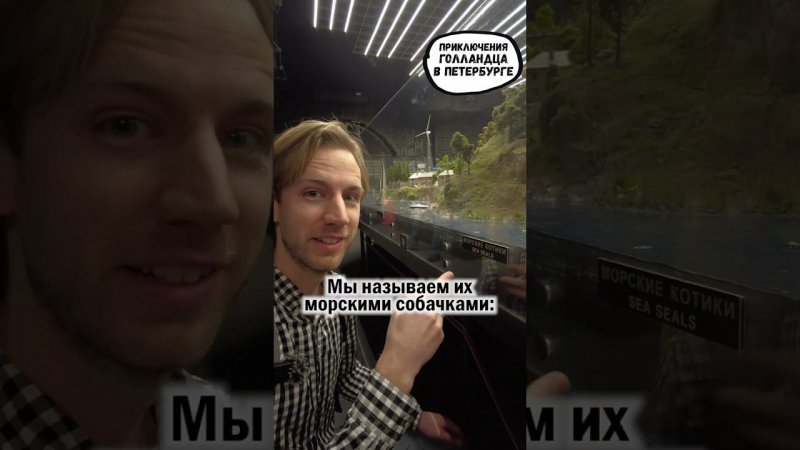 Котики или собачки? В России и в Голландии думают по-разному :)