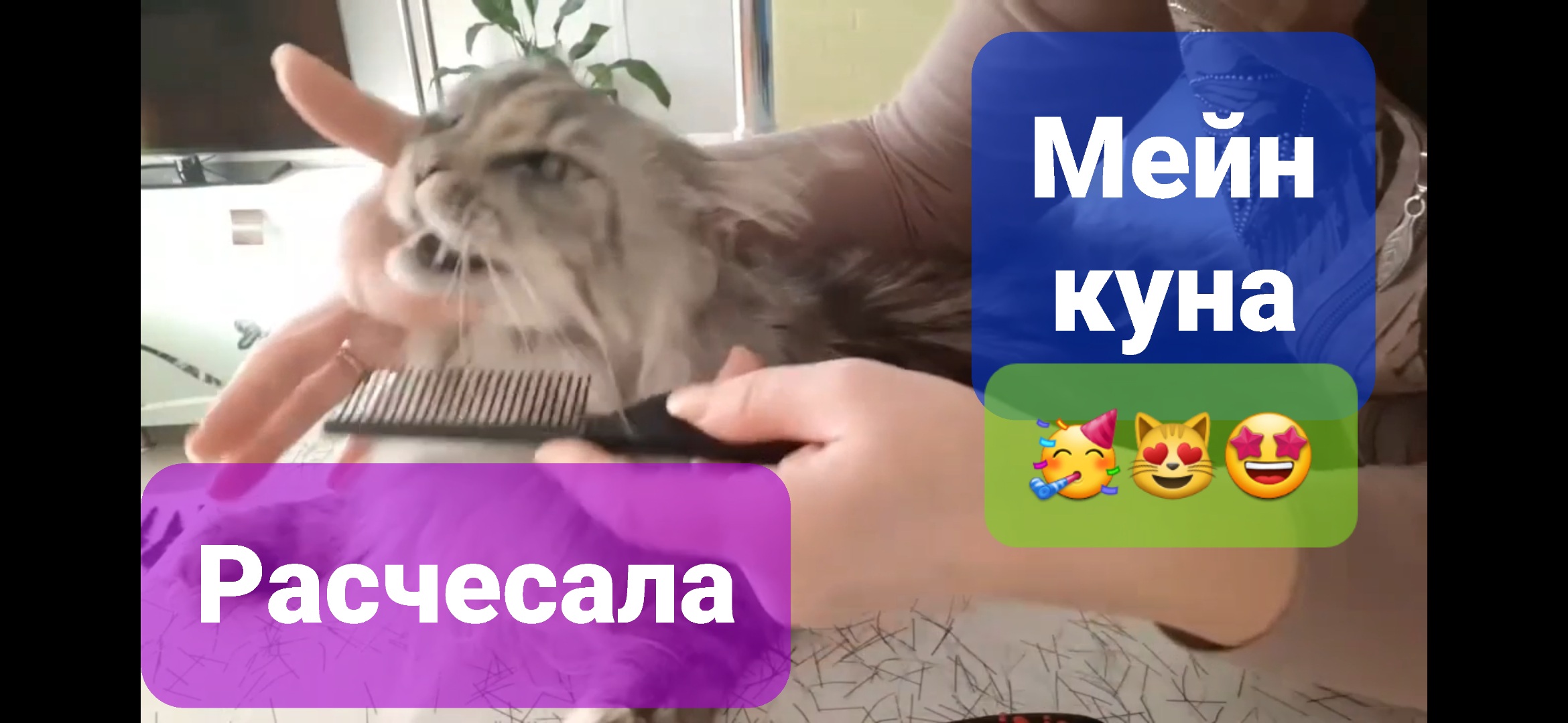 Как расчесать кота. Мейн кун ?