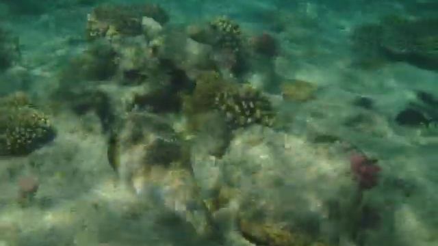 Arothron hispidus.Колючий аротрон.MPEG0011