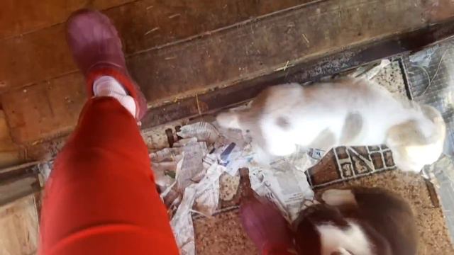 ЩЕНКИ чуть не ПЛАЧУТ ОТ СЧАСТЬЯ от прихода хозяина смотреть онлайн