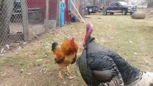 Смелый Петух Против Гигантской Индейки