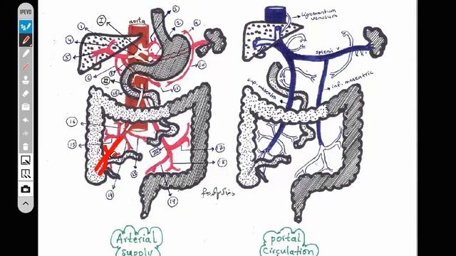 Abdomen | Review of Blood Supply to GIT | Dr.Khalid Milad смотреть онлайн