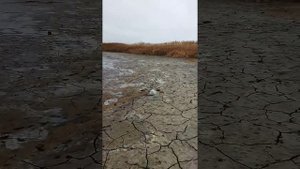 Как поймать куропатку.