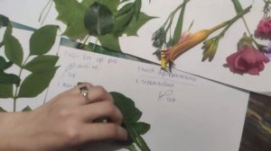 Урок ботаники. Лист. Внешнее строение .Листорасположение.?Двойной и простой околоцветник?.