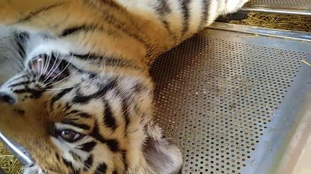 Тайган смотреть онлайн