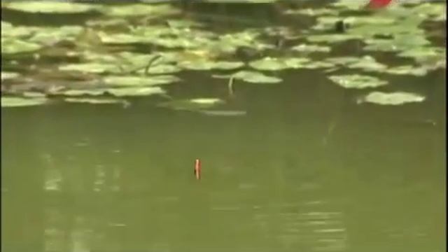 Ловля линя с Бобом Наддом.Ловите правильно смотреть онлайн