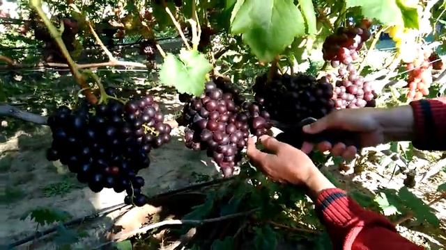 Виноград ВЕЛЕТЕНЬ .Селекции Пысанки О.М.