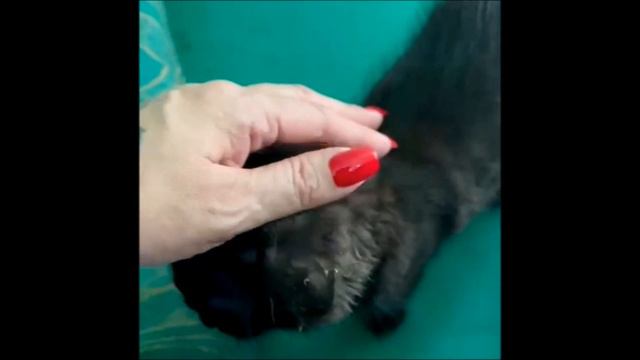 Кошкин дом. Сat's home смотреть онлайн