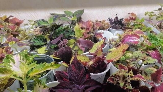 Колеус )) Корневая наросла.пора в грунт))) смотреть онлайн