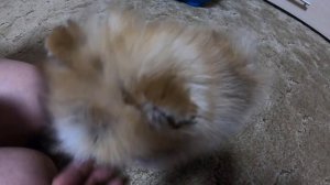 Щенок шпица Майя злиться и кусается