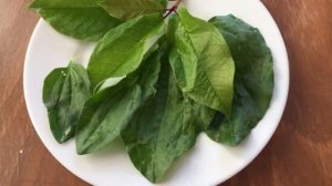 Как снять зуд от укусов насекомых: народные советы
