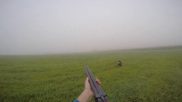 охота с легавой собаки