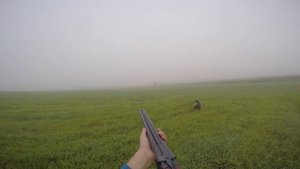 охота с легавой собаки