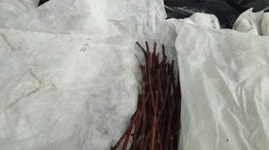 Достаю с хранения и проверяю чубуки винограда для укоренения