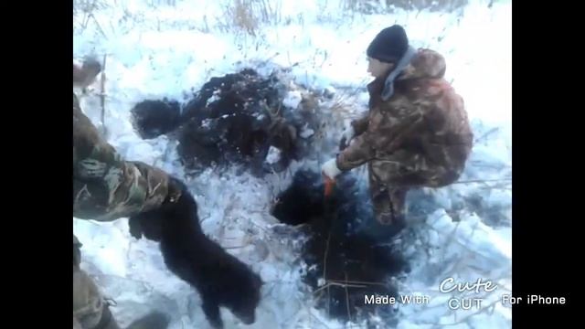 Хитрая лиса смотреть онлайн