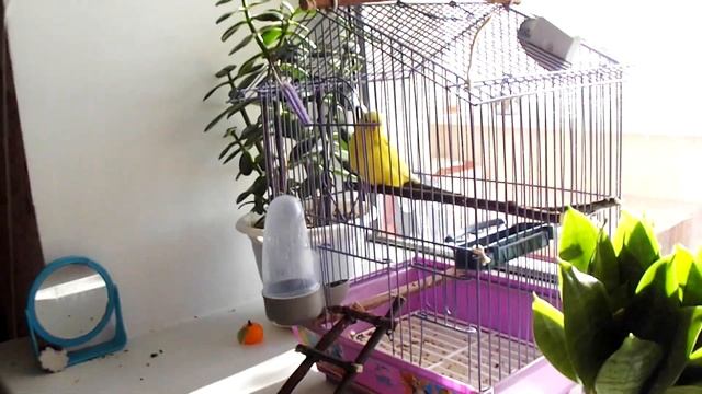 Солнце и попугай! Как попугай боится солнца? Почему попугай боится солнца? The parrot and the sun смотреть онлайн