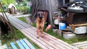 Немецкая овчарка гавкает