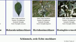 Schimmels, orde Echte meeldauw featuring fungus mildew powdery fusca Appelmeeldauw Eikenmeeldauw