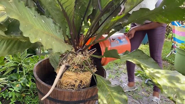 How I repotted my giant Anthurium Hookeri #gardenideas#anthuriums #anthurium смотреть онлайн