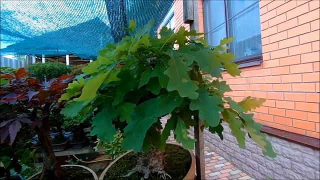 Дефолиация нужна или нет, вот в чём вопрос 2021 год лето смотреть онлайн