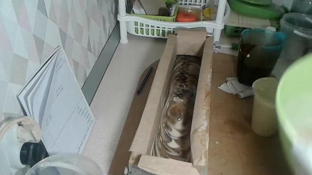 Шоколадное мыло с нуля (холодный способ)