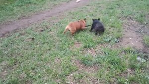 Французский бульдог Штурм Бой местного значения за палочку