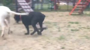 Аргентинский Дог играет с Кане Корсо!!!
