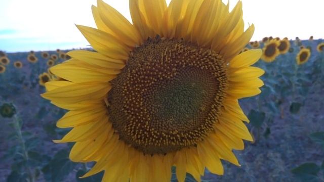 GIRASOL: Helianthus annuus (www.riomoros.com) смотреть онлайн