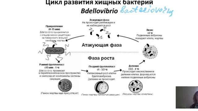 Взаимоотношения между микроорганизмами. Антагонизм. Хищничество. Паразитизм. Часть 3