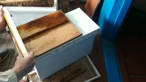 ПЕРЕХОД НА РАМКУ 145 ЗА ДВА ДНЯ.  BEEKEEPING. ПЧЕЛОВОДСТВО.