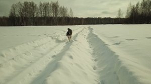 С хаски на прогулке в зимнем лесу