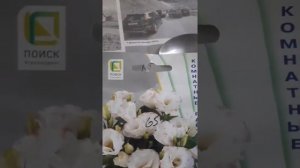 Посев и пикировка цветов на весну.